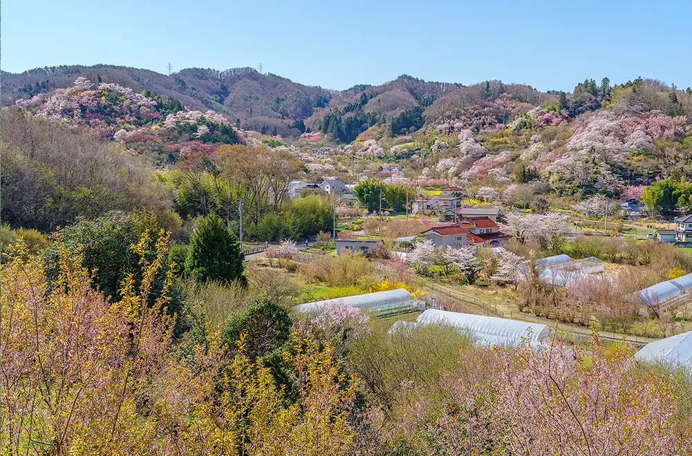 花見山